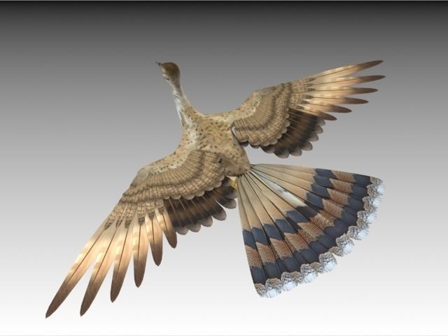 houbara